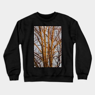 A Tree in the Morning Sun Crewneck Sweatshirt